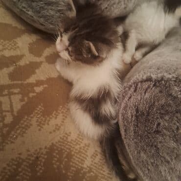 pişik balası satışı: Yaxşı əllərə — 4