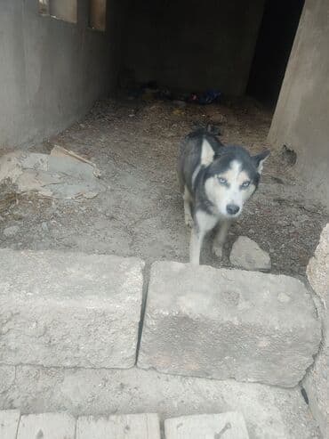 basenc itləri: Xaski, Dişi — 5