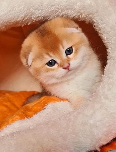 pişik adları: Şotland, Erkək, Dişi, Ödənişli çatdırılma — 4