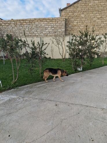 coban isi: Alman çoban iti — 7