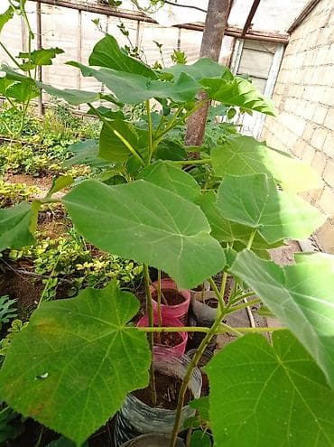 Çöl bitkiləri: Pavloniya (Adəm agaci)ağacları satılır .dunyanin ən tez böyüyən — 5