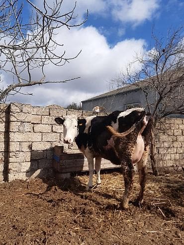 ana ari satışı: Birinci qarin ağ kirpik ivanovka super duyedi balasi dişidi yaxsi — 2