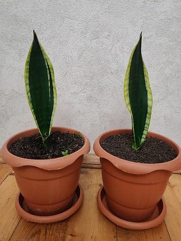 ciledagi bitkisi: Sansevieria “Qayınana dili” – 2 ədəd - Bitki: Sansevieria trifasciata — 1