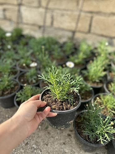 panel plastik: Papatya Ag ve qirmizi rengleri mövcuddu - Bitki: Qırxbuğumvari — 1