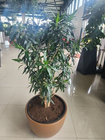 dibcek gulleri qiymeti: Bitgi və dibçəklər — 8