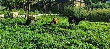 heyvan bazari: Keçi, Sanen, hələb, 1 i hələb 1i sanen 1 i sanen mələzi olmaqla 3 ana — 10