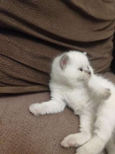 balaca pişikler: Atası şinşila anası şotland pişik balaları satılır 2 erkek dik qulaq — 4