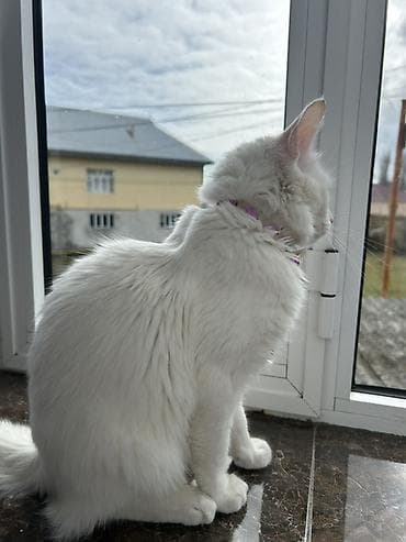 heyvan evləri: Türk anqora, Erkək, Yaxşı əllərə, Ödənişli çatdırılma — 4