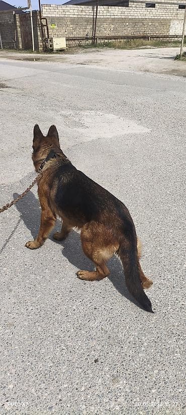 heyvan: Alman çoban iti, 2 il, Erkek, Peyvəndli, Ünvandan götürmə — 2