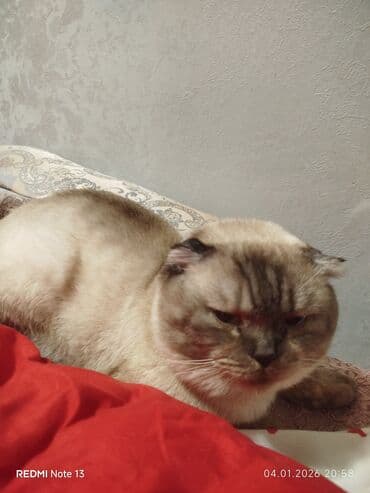 Şotland yastı qulaq