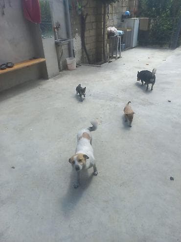 it yuvasi tap az: 2 ay, Dişi, Ünvandan götürmə, Ödənişli çatdırılma — 1