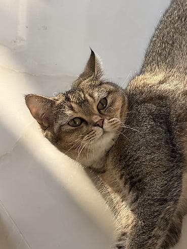 anqor pisik: Tabbi, Dişi, Ünvandan götürmə, Ödənişli çatdırılma — 2