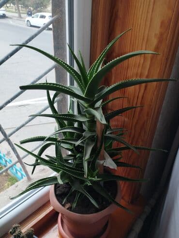Aloe (sukulent) – 5 ildir əkilib, sağlam və güclü kök sistemi ilə — 3
