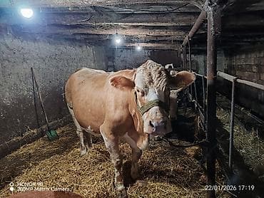 С/х животные и товары: Самка, лет: 4, 1200 кг, Для молока, Платная доставка — 1