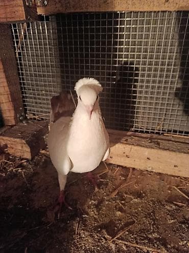 goyərcin şəkli: Bəslənmiş dekorativ göyərçinlər – seçimli rənglər və xüsusiyyətlər — 2