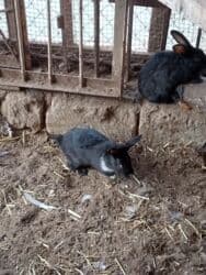 karlik dovşanlar: Dovşanlar bala və böyük — 2