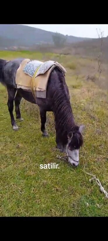 it balasi satisi: At satılır – boz rəngli, sağlam görünüşlü minik/iş atı — 1