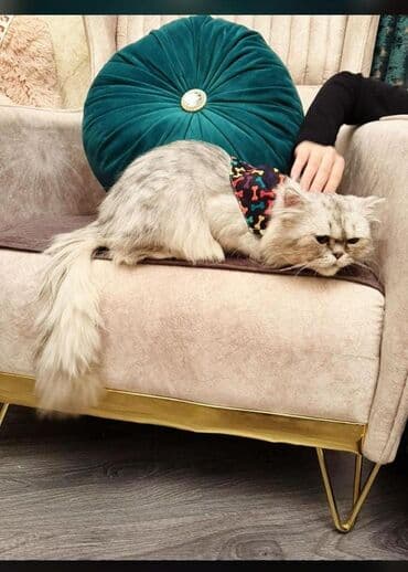 pişiy cinsləri: Britan — 3