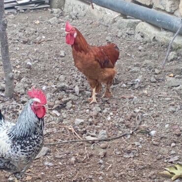 şotland sallaqqulaq pişiyi: Yeri 25 AZN XARKO 30AZN HAMISI XORUZDU — 4