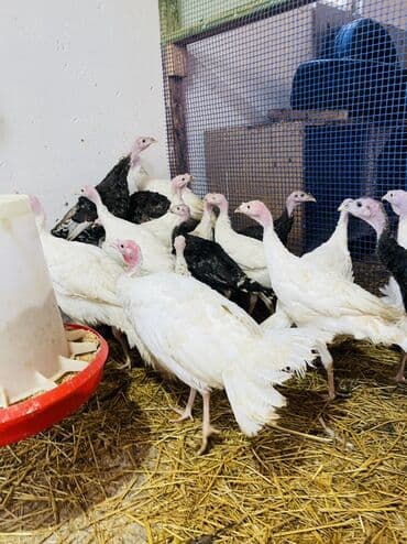 Inəklər, öküzlər: Salam hündüşkalar satılır 2aylıqıdlar1,5kq 2kq cəliləri var həm — 4