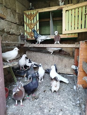 tetra quşu: Hamısı biryerde satılır — 5