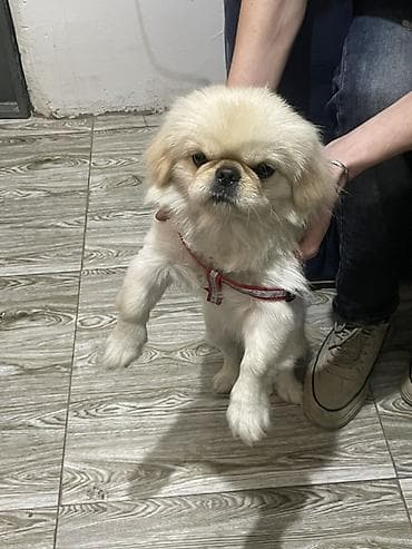 Digər heyvanlar: Pekines — 4