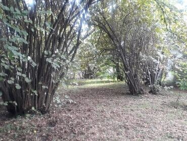 findiq ləpəsi: Fındıq bağı – yetişmiş kollardan ibarət məhsuldar sahə - Yetişmiş — 6