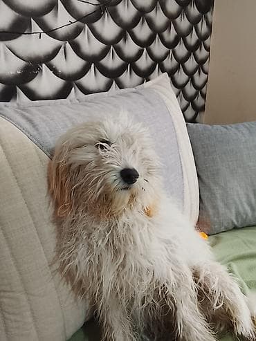 alabaý itleri: Pudel ağ tüklü 5 aylıq ev itidir peyvendleri vurulub kağızıda var — 3