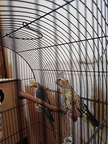 papuqay type 1: Kakadu nimfa (Cockatiel) quşları – qəfəs və aksesuarlarla birlikdə. - — 3