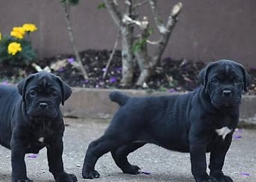 itlə: Kane-Korso, 3 ay — 1