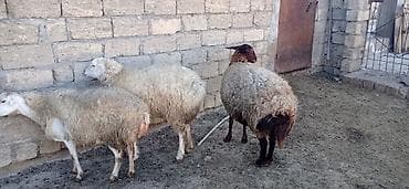 Hinduşkalar: Salam süper kök qoyunlar kəsgilikdi damazlıq deyil — 3