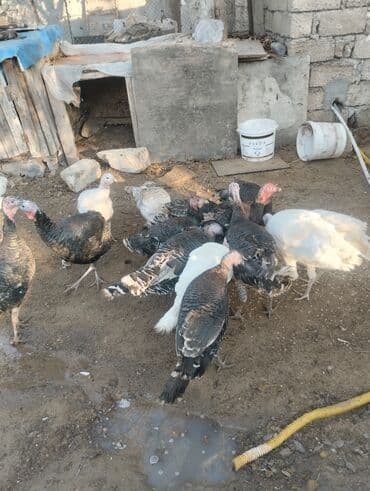 Коровы, быки: Məhsul: Hinduşka sürüsü (ağ və qara rəngli) Təsvir: - Şəkillərdə — 2