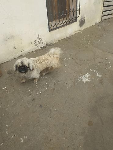 heyvan evi: Pekines — 2