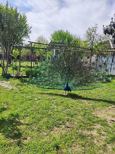 Павлины: Məhsul: Göy tovuz quşu (erkək) və dişi ikisi birlikdə satılır.ikisinin — 2