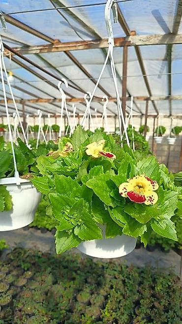 dekarativ aqaclar: Məhsul: İstixanada yetişdirilən dekorativ çiçəkli saksı bitkiləri — 2