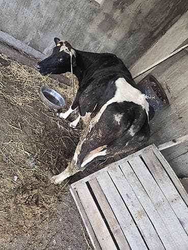 sort inəklər: 11letir südü var cavan maldi — 3