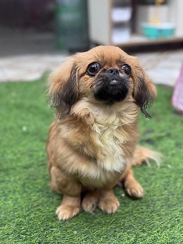 Quşlar: Pekines, 4 ay, Erkek, Pulsuz çatdırılma — 4