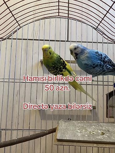 Məhsul: 2 ədəd tutuquşu (dişi və erkək) – Bakı şəhəri Paketə lalafo.az -da Məhsul: 2 ədəd tutuquşu (dişi və erkək) – Bakı şəhəri Paketə