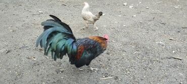 домик для большой собаки: Cüt dekorativ toyuq: rəngarəng xoruz və yüngül rəngli fere xoruz — 2