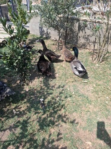 İtlər: Həyətinizdə və ya fermada saxlamaq üçün uyğun olan dörd ev ördəyi — 1