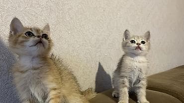 erkek pişik adları: Qızıl şinşilla, Erkək, Dişi — 4