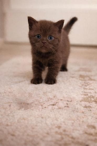 nitq mədəniyyəti: Şotland yastı qulaq, Erkək, Dişi, Yaxşı əllərə, Ünvandan götürmə — 1