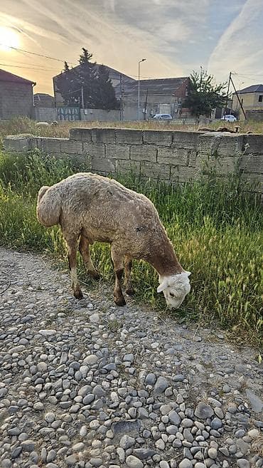 cin bıldırcını: Qoyun – qurbanliq - Cins: beyleqan - Cinsiyyət: Erkək - Rəng — 3