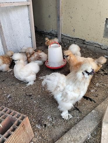 Ponpon toyuq xoruz fərə cücə hersey var 
Ancaq vatsapa baxilir