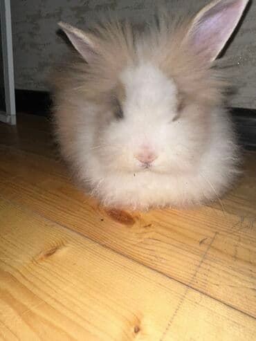 ev dovşan: Yumşaq tüklü dovşan canada 1 ayliq. - Növ: dekorativ/ev dovşanı (uzun — 1