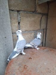 goyərcin şəkli: Hazır cüt hunkarlər — 5