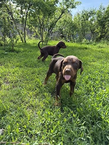 coban iti type 0: Doberman, 1 ay, Peyvəndli — 8