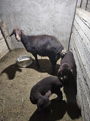 Akvariumlar: Qarabaş rəngli qoyun dəstəsi - Növ: yerli ətlik qoyun - Tərkib: ana — 4