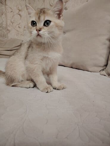 cins pişik: Dişi, Yaxşı əllərə, Ünvandan götürmə — 5