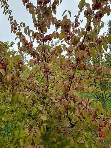 mdf satışı: Məhsul: Zoğal bağından təzə zoğal (Cornus mas) Təsvir: - Şəkillərdə — 1